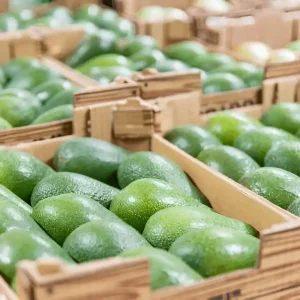 Avocados