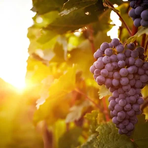 Alternative view of Grapes