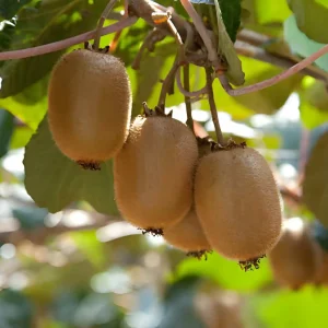 Kiwi Fruits