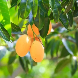 Mangoes