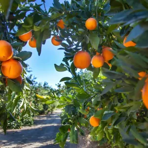 Oranges