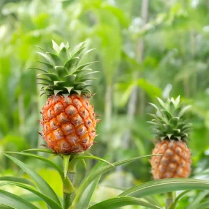 Pineapples