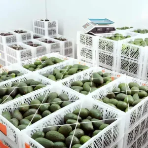 Alternative view of Avocados