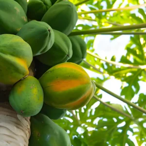 Papaya